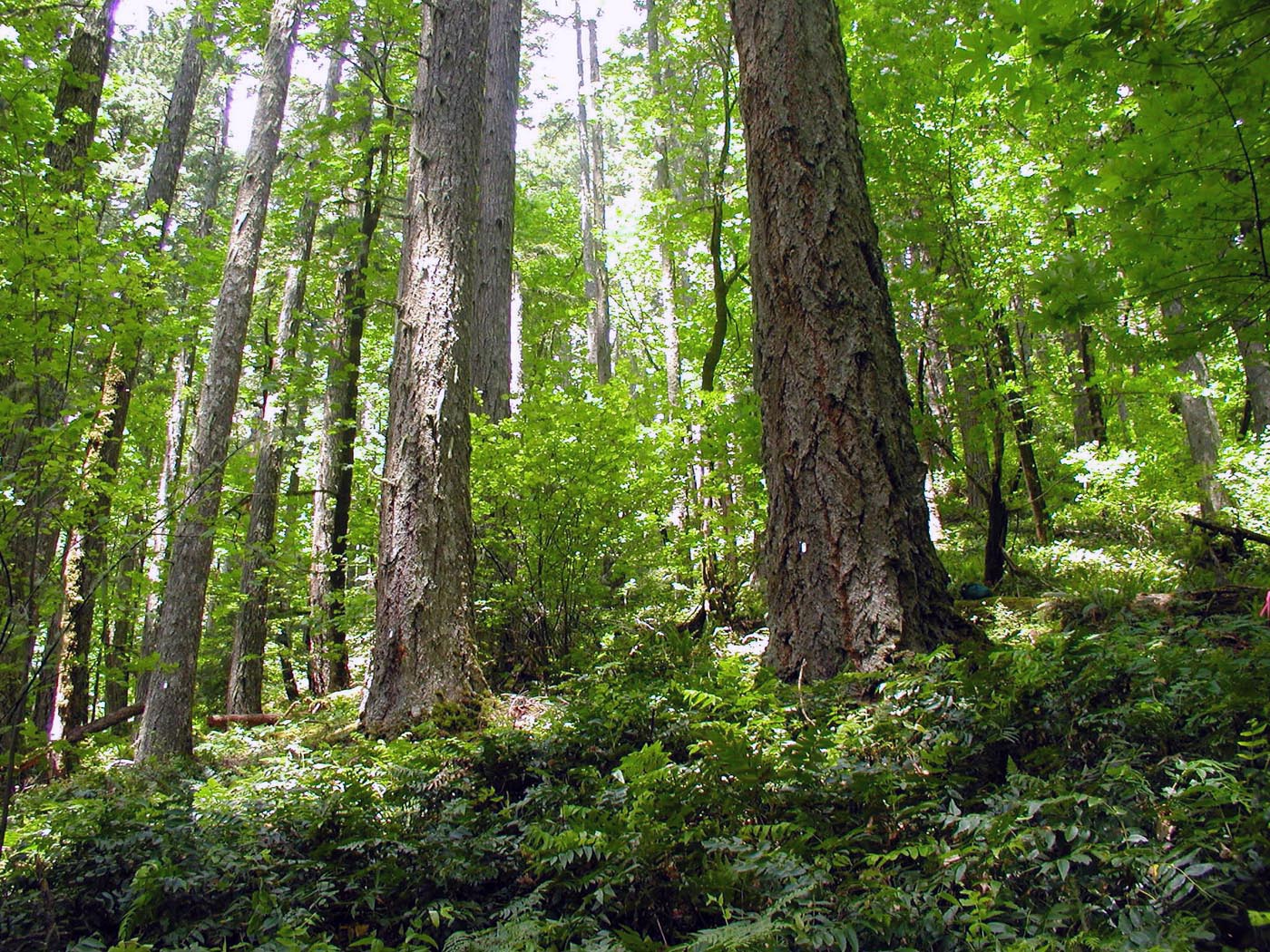 ForestPeak2_RS